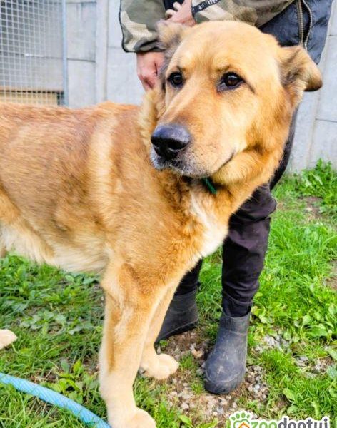 TUPTUŚ - zapomniany przez wszystkich, kochany psiak do adopc