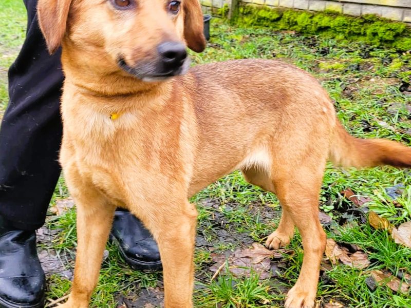LIPKA - super wesoła, kochana sunia do adopcji
