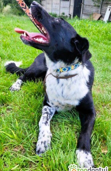 FELIKS - super psiak w typie border collie do adopcji