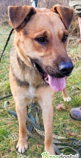 CZARUŚ - kochany psiak porzucony jak zbędna rzecz, ADOPTUJ