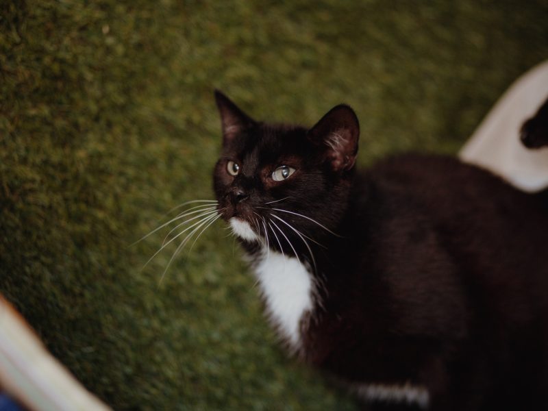 Bryś - wspaniały, delikatny kotek szuka domu!