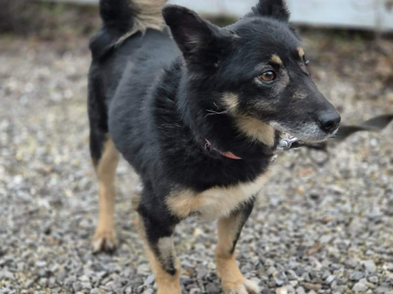 Józia - nakolankowa, wesoła sunia szuka domu!