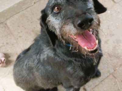 BRÓDKA - cudna sunia w typie mini wyżła szuka domu