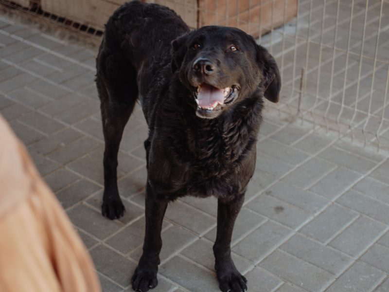 Pluto - łagodny, wesoły LABRADOR mix szuka domu