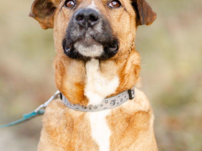 Doniu - młody, łagodny rudzielec szuka domu!