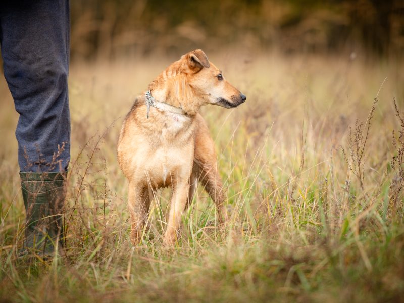 Snikers - kot w ciele psa szuka domu!