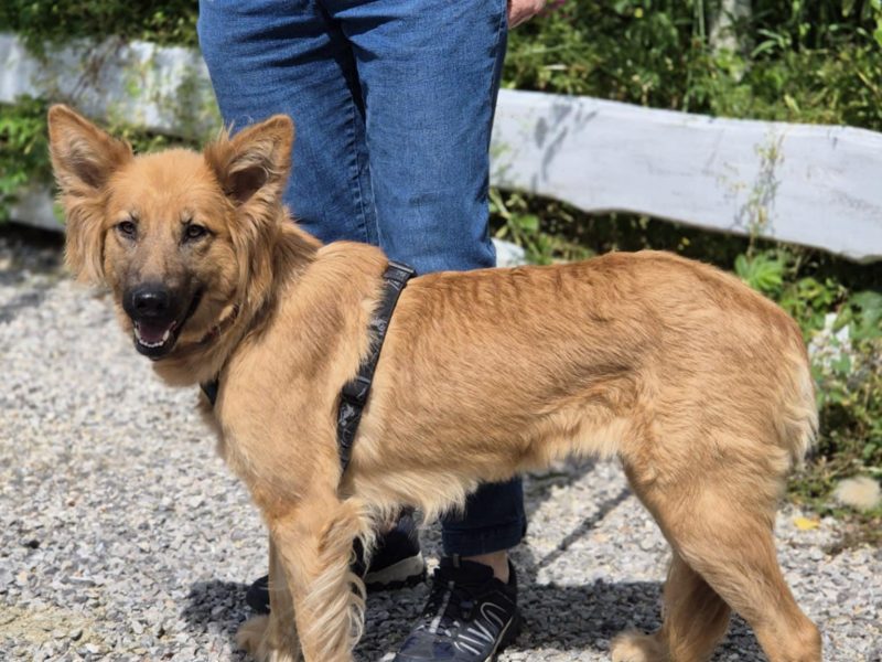 Bella - złotowłosa piękność, mądra, wesoła sunia do pokochania