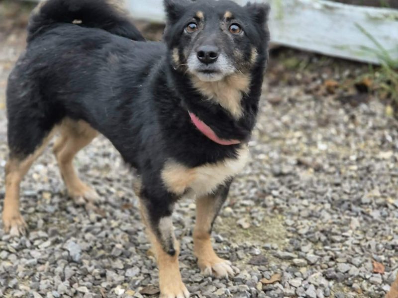 Józia - nakolankowa, wesoła sunia szuka domu!