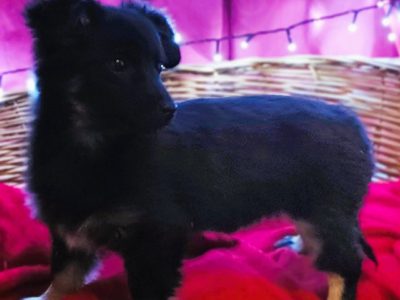 LILI - cudowna szczeniaczka szuka super domu