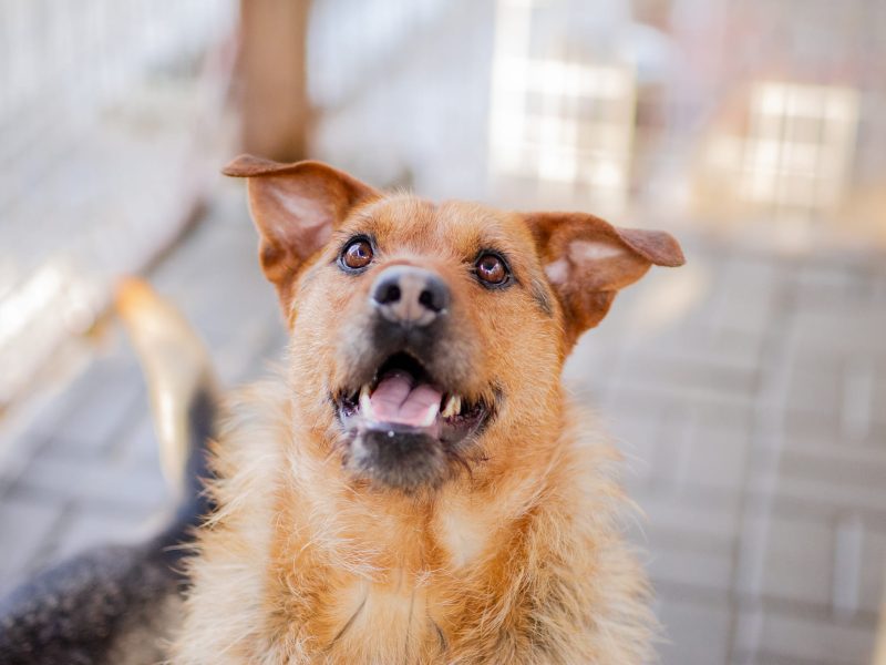 Kufel - fantastyczny, szorstkowłosy psiak szuka domu!