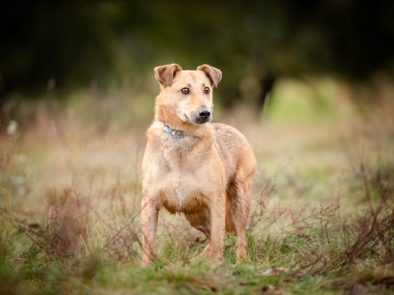 Snikers - kot w ciele psa szuka domu!