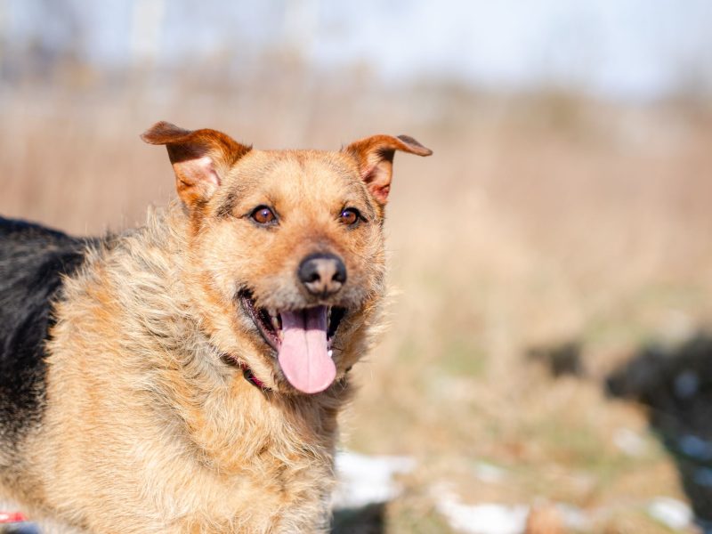 Kufel - fantastyczny, szorstkowłosy psiak szuka domu!