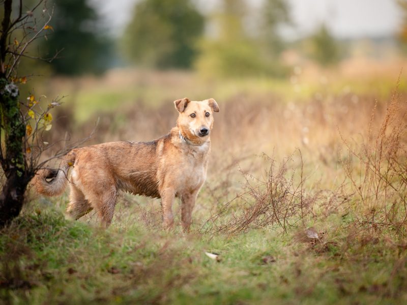 Snikers - kot w ciele psa szuka domu!