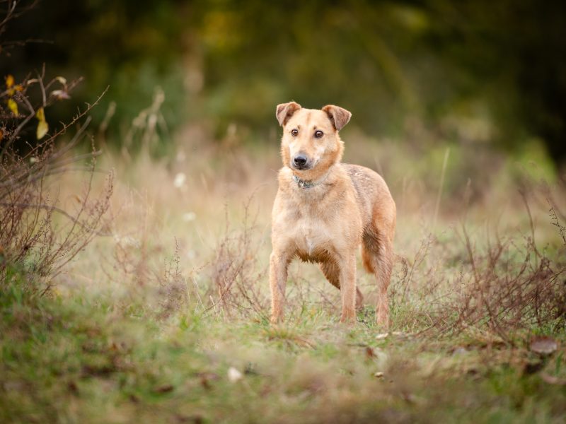 Snikers - kot w ciele psa szuka domu!