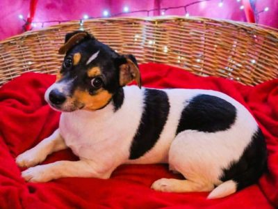 LOTOS - 3,5 miesięczny szczeniak szuka najlepszego domu