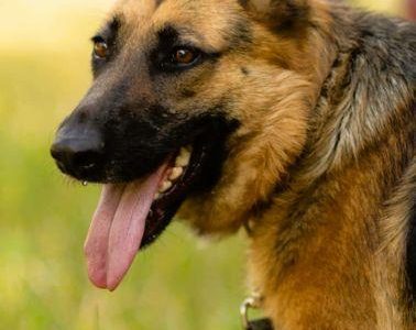 GANA - piękna sunia w typie owczarka szuka domu