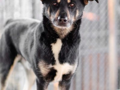 Ogonek - delikatny łagodny, młody psiak szuka domu!