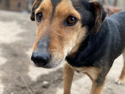 Tedzia - wesoła, niskopodwoziowa sunia!