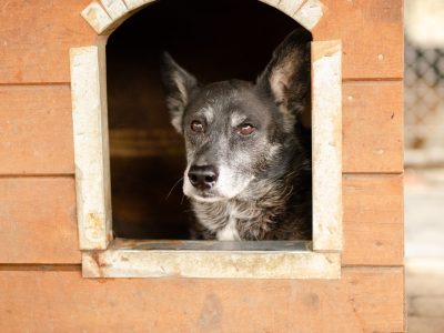 Hektor - dziadeczek wyrwany z piekła, pomocy!