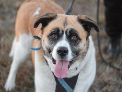 Oszałamiająca suczka Szakira