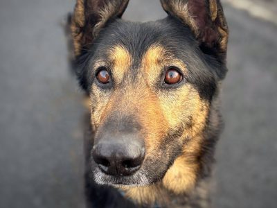 Jasper ze zjawiskowymi uszami