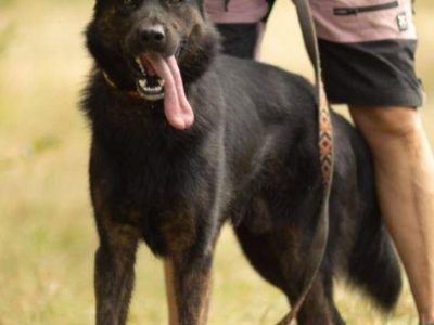 BIES - piękny psiak w typie owczarka do adopcji