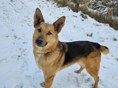 Piękny psiak Fox szuka domu!