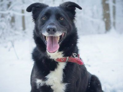 Elegancki psiak Bond szuka domu!
