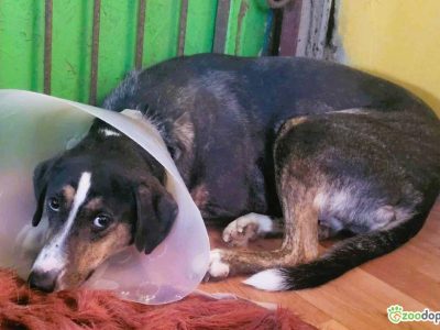 KRESKA - wrażliwa, biedna sunia szuka domu