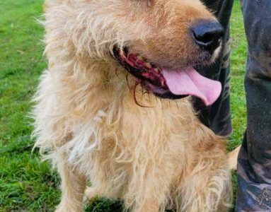 PESTO - piękny psiak w typie terriera szuka dobrego domu