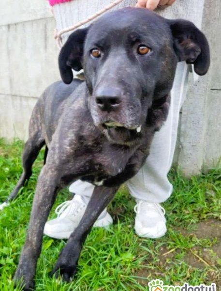 FIBI - piękna delikatna sunia szuka domu