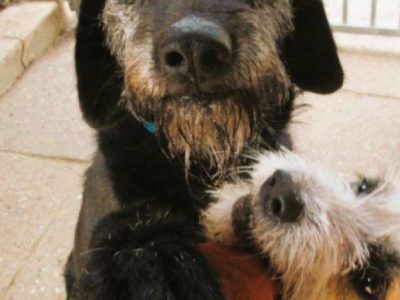 BRÓDKA - cudna sunia w typie mini wyżła szuka domu