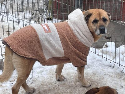 Cudowna Suzi szuka domu!