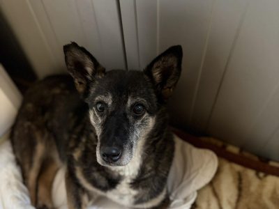 Cudowna Fibi, delikatna sunia BŁAGA o dom!