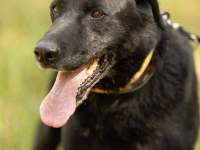 HARY - biedny, czarny, porzucony psiak, adoptuj!