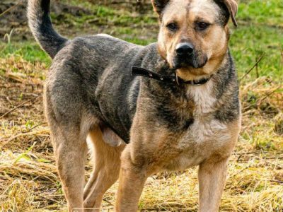 JUNAK - zbyt pospolity by dać mu dom? Błaga o dom!