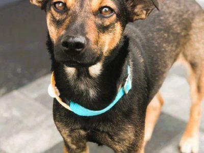 MANIA - 10 miesięczna, kochana sunia szuka dobrego domu