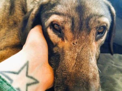 KORNEL - kochany, wrażliwy psiak szuka domu na zawsze