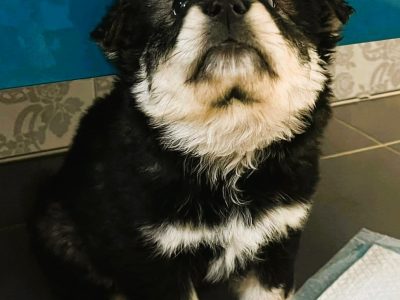 BALTAZAR - cudowny szczeniaczek szuka super domu