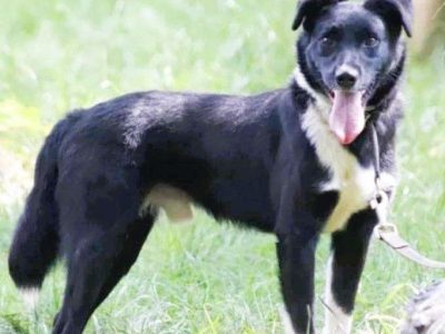 MORAJ - delikatny, wrażliwy psiak szuka najlepszego domu