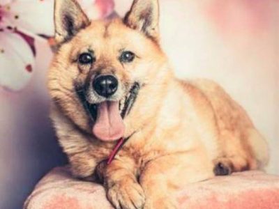 TOSIA - piękna, delikatna sunia szuka domu