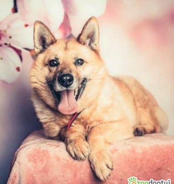 TOSIA - piękna, delikatna sunia szuka domu