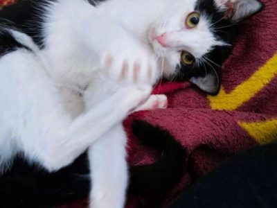 PIANKA - super kicia szuka domu