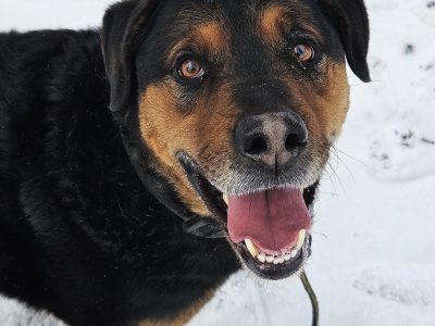 Imponujący aktywny Rufus