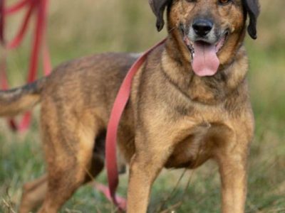 BODZIO - niezwykły, kochany psiak, którego nikt nie chce...