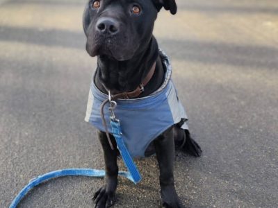 Młody wspaniały Puma szuka domu!