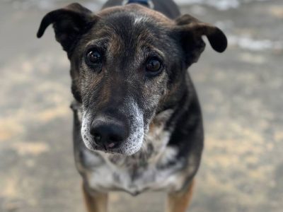 Psia seniorka Kora szuka domu!