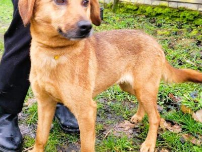 LIPKA - super wesoła, kochana sunia do adopcji