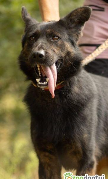 BIES - piękny psiak w typie owczarka do adopcji