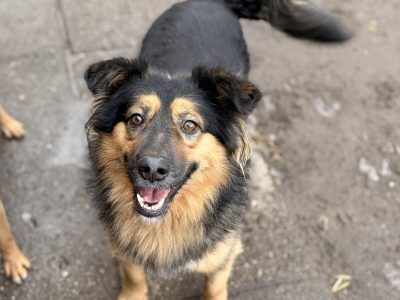 Toster - towarzyski, wesoły psiak szuka domu!